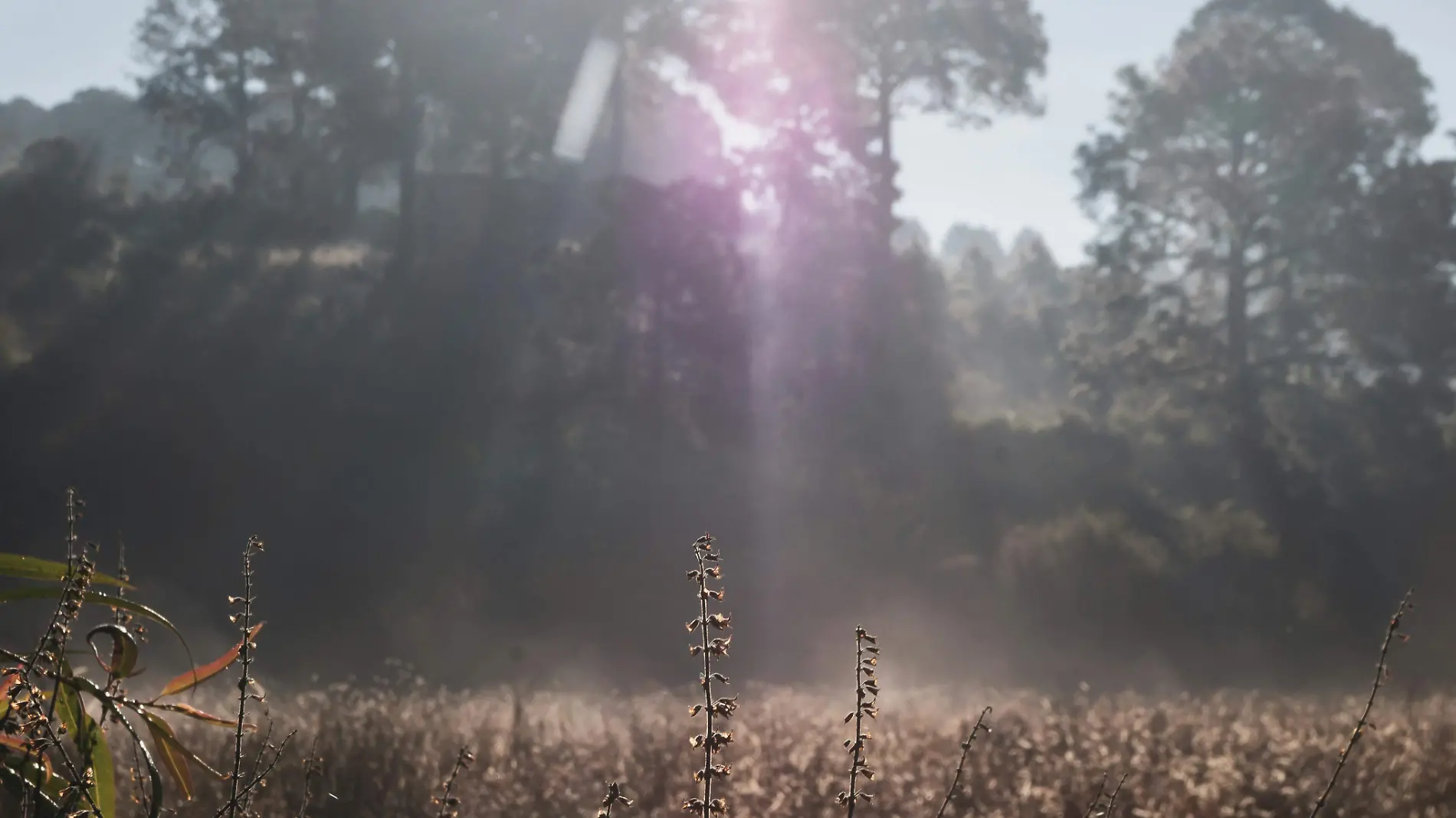 Bosque Unsplash